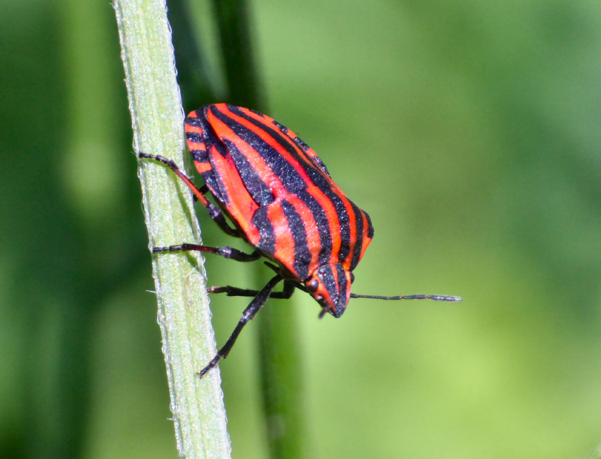 Pentatomidae: Graphosoma lineatum italicum di Lombardia (MB)